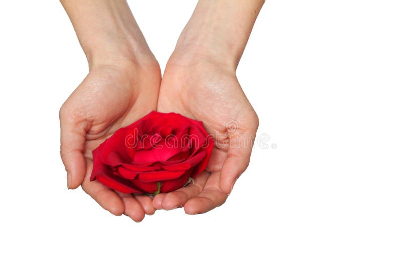 La rosa roja adentro entrega el fondo blanco imagen de archivo libre de regalías La rosa roja adentro entrega el fondo blanco imagen de archivo libre de regalías