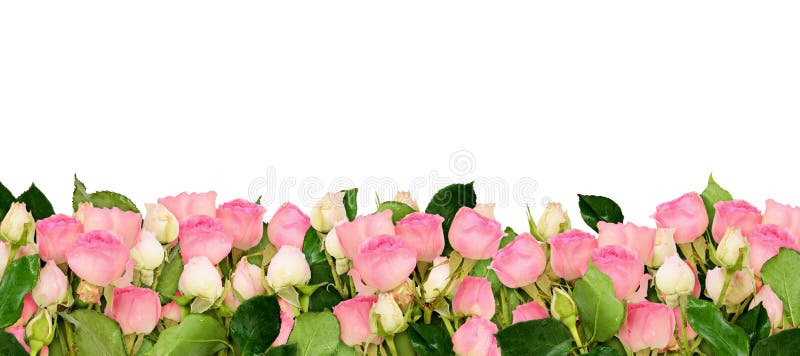 La rose de rose fleurit la frontière illustration libre de droits La rose de rose fleurit la frontière illustration libre de droits