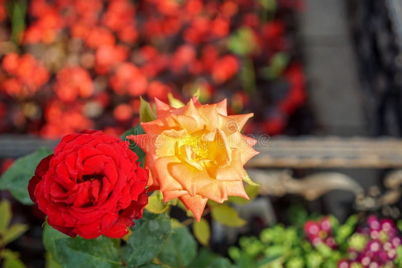 La rose et l'orange de floraison de rouge se sont levées sur le balcon brouillé, la fleur de rouge et violette et le fond de boke photographie stock