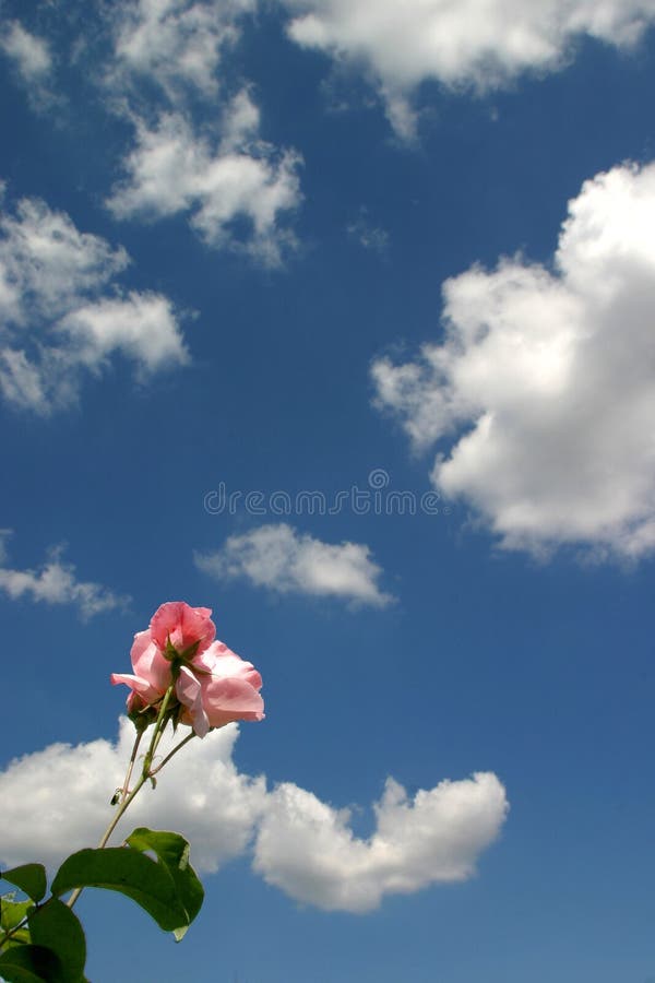 Rose Sky photo stock. Image du ciel, lune, ville, grand ...