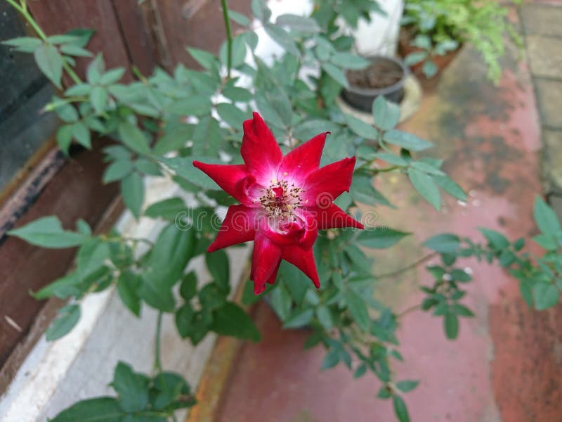 La rose qui fleurit dans la roseraie rouge en pot dans mon jardin.