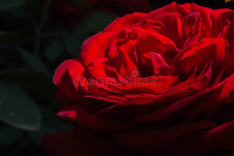 La Rose Rouge Passionnée Est En Pleine Floraison Photo stock - Image du  devenu, couples: 165935334