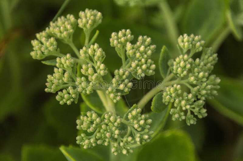 La rosée a couvert le plan rapproché abstrait de bourgeon floraux de sedum image stock La rosée a couvert le plan rapproché abstrait de bourgeon floraux de sedum image stock