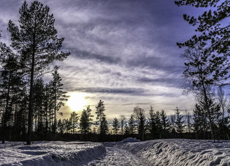 La route d'hiver glacée dans la forêt de pins scandinaves sent de plus en plus des journées ensoleillées et chaudes du printemps photographie stock La route d'hiver glacée dans la forêt de pins scandinaves sent de plus en plus des journées ensoleillées et chaudes du printemps photographie stock