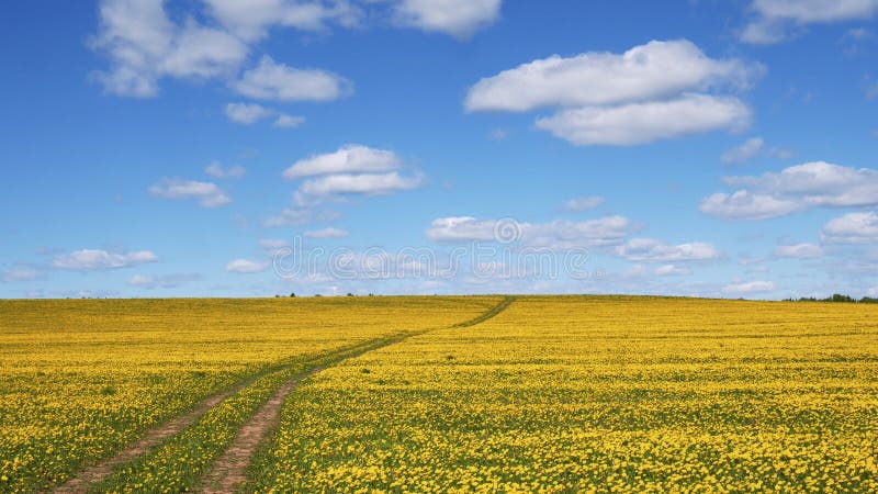 La route va à l'horizon dans un domaine fleuri Horizontal normal Été, ressort, jour Fraîcheur et liberté horizontal images stock La route va à l'horizon dans un domaine fleuri Horizontal normal Été, ressort, jour Fraîcheur et liberté horizontal images stock