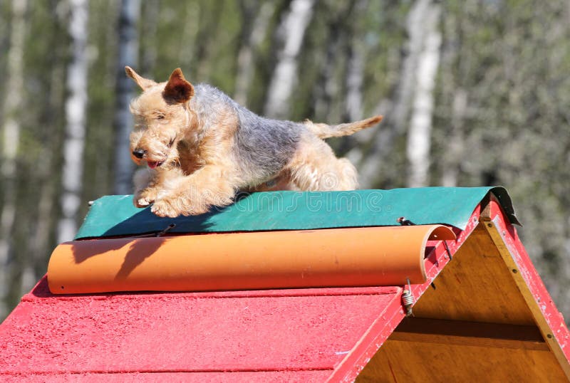 La région des lacs Terrier à la formation sur l'agilité de chien image stock La région des lacs Terrier à la formation sur l'agilité de chien image stock