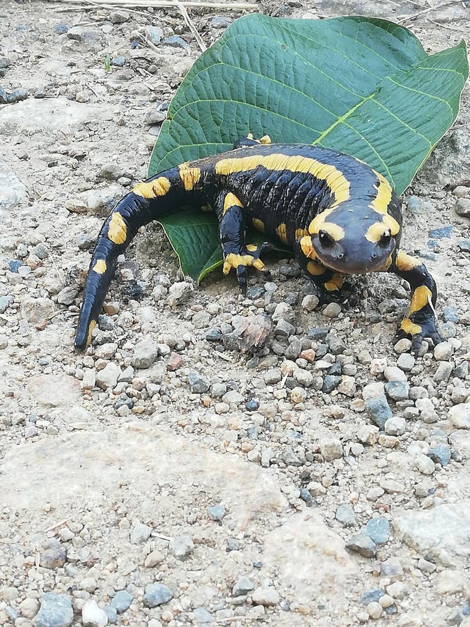 Salamandre Photos Free Royalty Free Stock Photos From Dreamstime