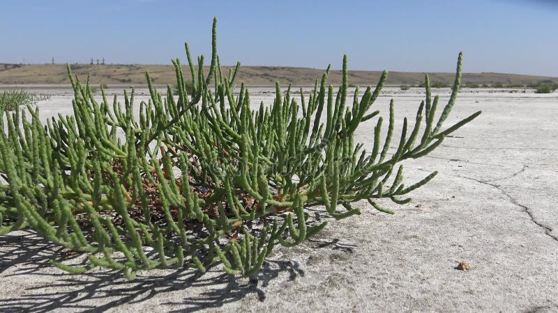 La salicornia europaea, conocida como lomo de vidrio común o simplemente lombriz de vidrio, es un dicot anual halofítico que crec almacen de metraje de vídeo