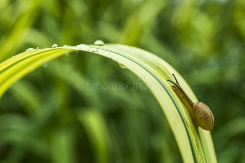 La salita della lumaca fotografia stock La salita della lumaca fotografia stock