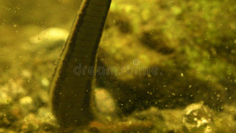 La sangsue médicinale - medicinalis de Hirudo - sangsue recherche le centre serveur chaud de sang dans l'eau banque de vidéos