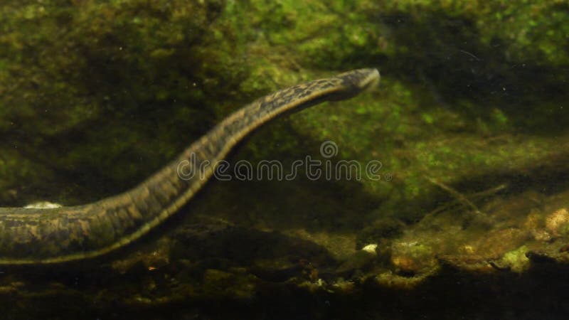 La sangsue médicinale - medicinalis de Hirudo - sangsue recherche le centre serveur chaud de sang dans l'eau banque de vidéos