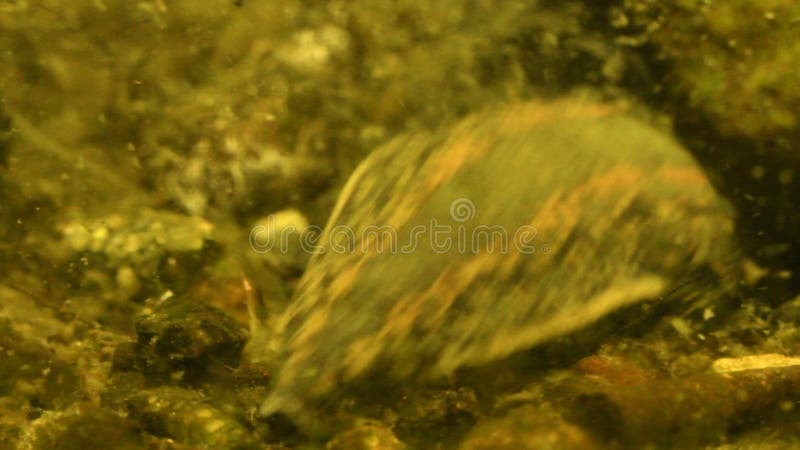 La sangsue médicinale - medicinalis de Hirudo - sangsue recherche le centre serveur chaud de sang dans l'eau banque de vidéos