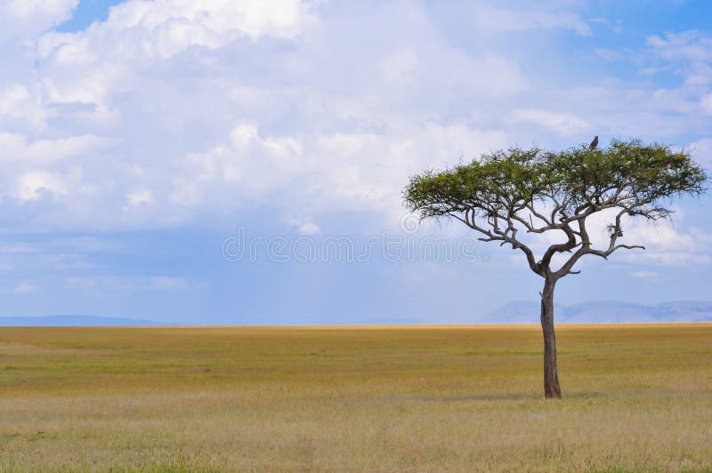 La savane africaine image libre de droits La savane africaine image libre de droits