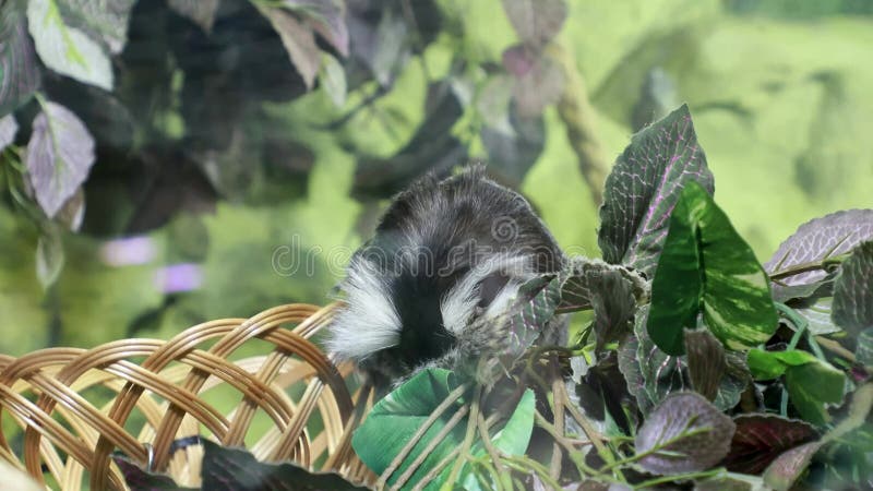 La scimmia mangia allo zoo archivi video