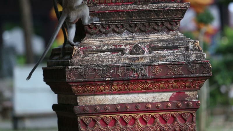 La scimmia mangia il riso sui ciottoli video d archivio