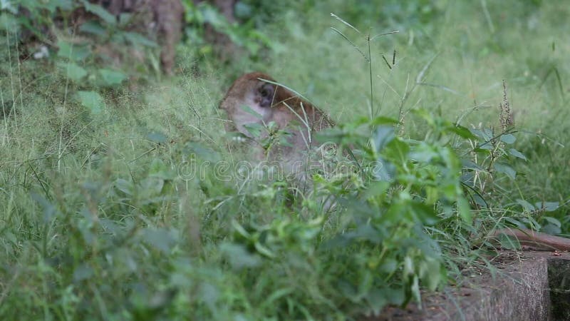 La scimmia mangia il riso sui ciottoli stock footage