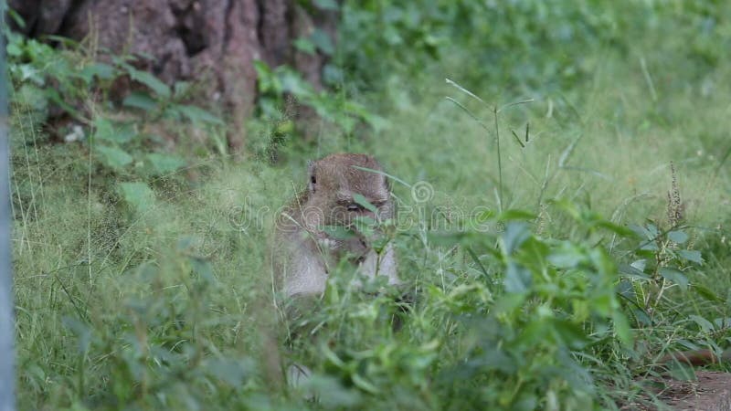 La scimmia mangia il riso sui ciottoli video d archivio