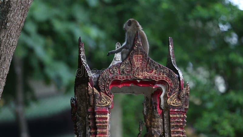 La scimmia mangia il riso sui ciottoli video d archivio