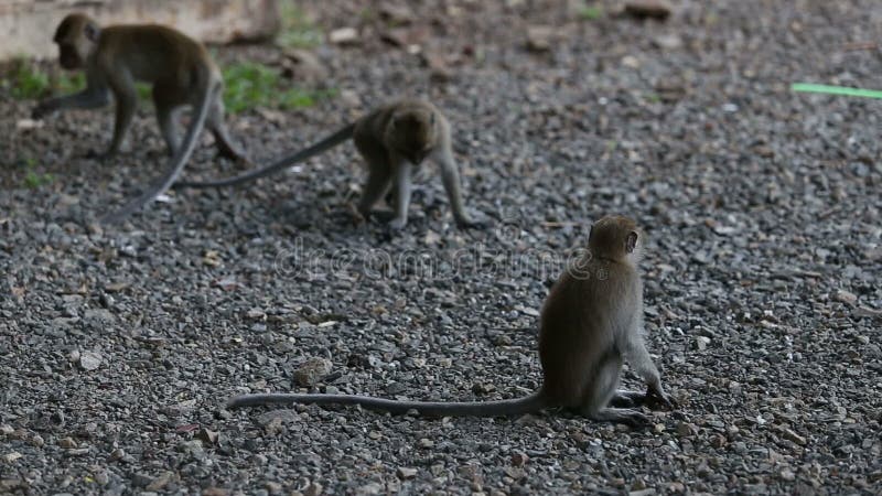 La scimmia mangia il riso sui ciottoli stock footage