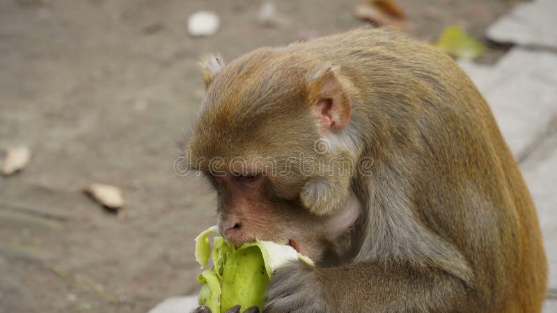 La scimmia mangia una banana stock footage