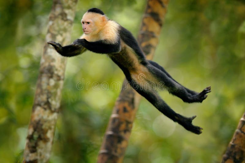 La scimmia salta Mammifero in mosca Cappuccino dalla testa bianco volante della scimmia nera, animale tropicale nell'habitat dell fotografia stock libera da diritti
