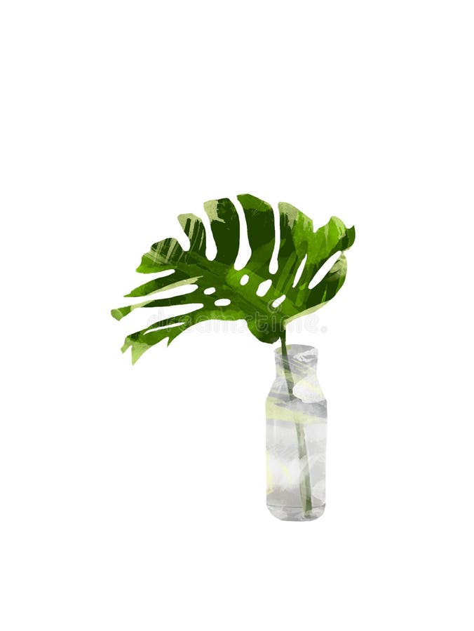 La selva tropical pintada a mano Monstera se va en la botella o el florero aislado en el fondo blanco Clip art botánico floral pa imagen de archivo La selva tropical pintada a mano Monstera se va en la botella o el florero aislado en el fondo blanco Clip art botánico floral pa imagen de archivo