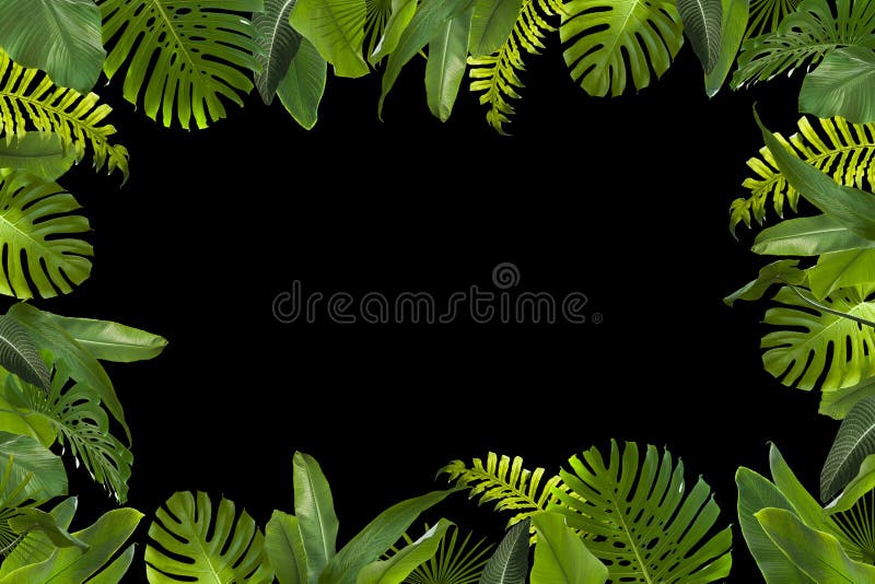 La selva tropical sale del fondo libre illustration La selva tropical sale del fondo libre illustration