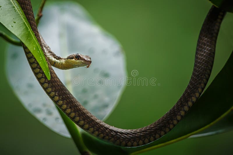La serpiente común en el árbol en el parque nacional de Tangkoko, Sulawesi, viaje exótico de la aventura en Asia sudoriental imagenes de archivo La serpiente común en el árbol en el parque nacional de Tangkoko, Sulawesi, viaje exótico de la aventura en Asia sudoriental imagenes de archivo