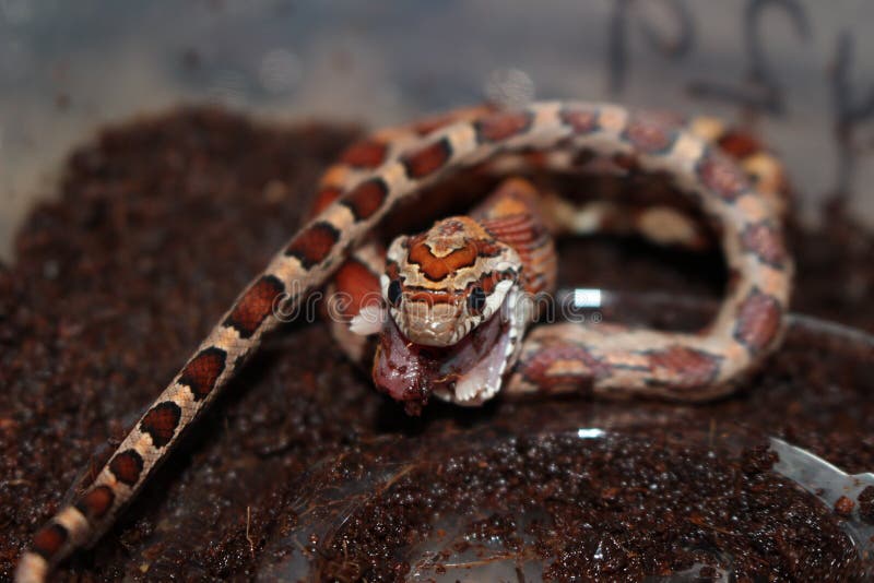 La Serpiente De Maiz Oscura Amplia La Cabeza Para Tragar El Raton Foto De Archivo Imagen De Negrita Expande La Serpiente De Maiz Oscura Amplia La Cabeza Para Tragar El Raton Foto De Archivo Imagen De Negrita Expande