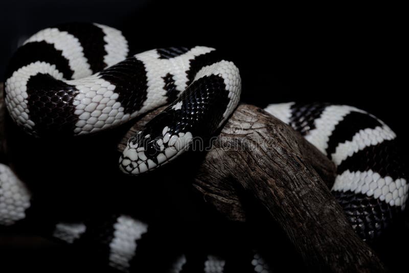 The California kingsnake (Lampropeltis getula californiae) is a nonvenomous colubrid snake endemic to the western United States and northern Mexico. It is a relatively small subspecies of the common kingsnake and is naturally found in a wide variety of habitats. The California kingsnake can vary widely in appearance due to numerous naturally occurring and captive-developed color morphs. The California kingsnake (Lampropeltis getula californiae) is a nonvenomous colubrid snake endemic to the western United States and northern Mexico. It is a relatively small subspecies of the common kingsnake and is naturally found in a wide variety of habitats. The California kingsnake can vary widely in appearance due to numerous naturally occurring and captive-developed color morphs