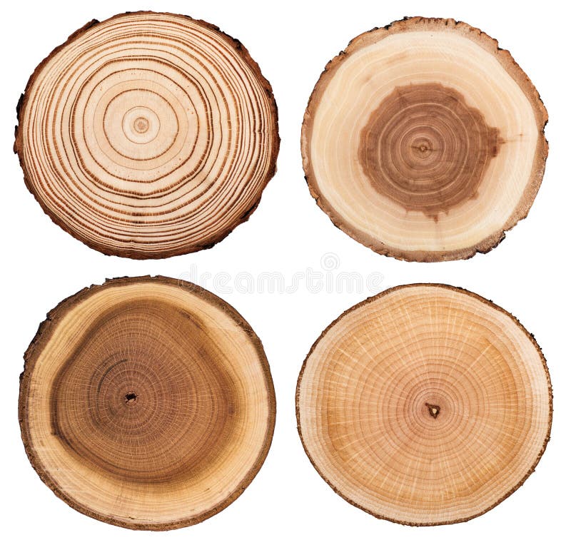 La sezione trasversale del tronco di albero che mostra gli anelli di crescita ha messo isolato su fondo bianco