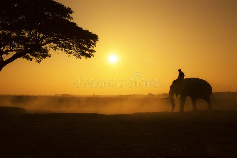La silhouette de mahout et d'éléphant le temps de matin de champ images libres de droits La silhouette de mahout et d'éléphant le temps de matin de champ images libres de droits
