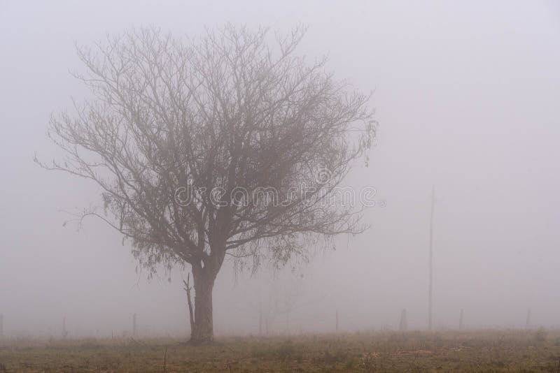 La silueta de un farol del árbol en medio de la niebla fotografía de archivo libre de regalías La silueta de un farol del árbol en medio de la niebla fotografía de archivo libre de regalías