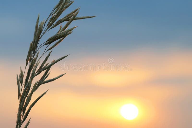 La siluetta pianta il fiore contro il tramonto immagine stock libera da diritti La siluetta pianta il fiore contro il tramonto immagine stock libera da diritti