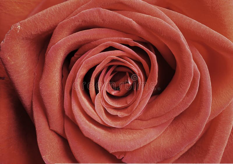 La singola rosa rossa come fondo, primo piano ha sparato, il raccolto orizzontale fotografia stock La singola rosa rossa come fondo, primo piano ha sparato, il raccolto orizzontale fotografia stock