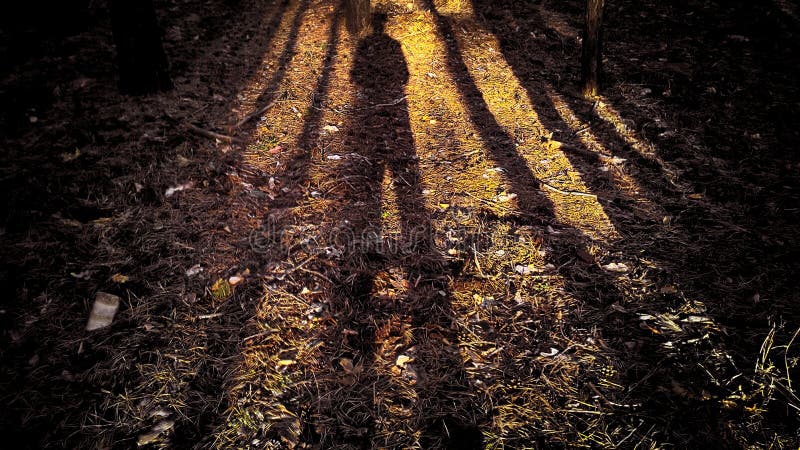 The shadow of a man in the forest with the shadows of the trees. Shadow with big legs and a small body due to the low sun. The shadow of a man in the forest with the shadows of the trees. Shadow with big legs and a small body due to the low sun