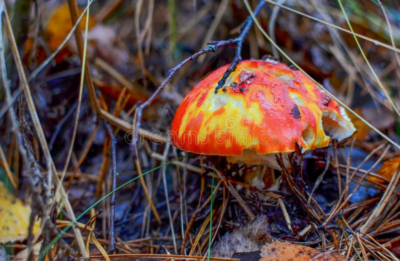 La sostanza tossica rossa dell'amanita del fungo, inoltre ha chiamato il cappuccio della pantera o il fard falso, in legno immagini stock La sostanza tossica rossa dell'amanita del fungo, inoltre ha chiamato il cappuccio della pantera o il fard falso, in legno immagini stock