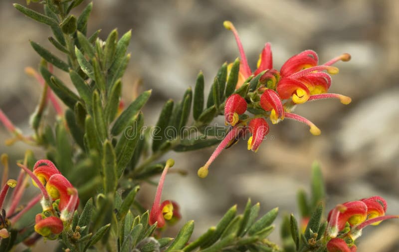 La source fleurit la plante originaire australienne de Grevillea photographie stock La source fleurit la plante originaire australienne de Grevillea photographie stock