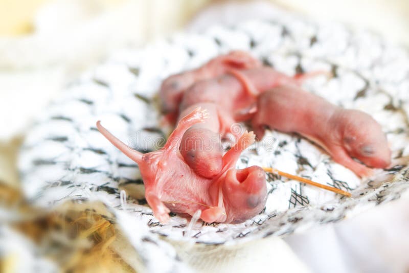 La Souris De Bebe Ou Les Petits Rats Nouveau Nes Dorment Dans Le Nid De Rat Image Stock Image Du Domestique Porte La Souris De Bebe Ou Les Petits Rats Nouveau Nes Dorment Dans Le Nid De Rat Image Stock Image Du Domestique Porte