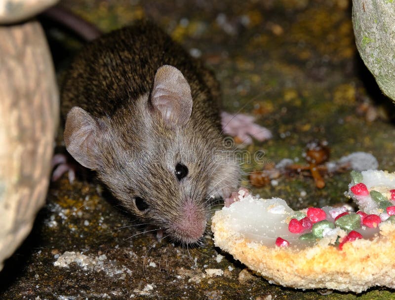 Une Souris Avec De Grandes Oreilles Roses Se Dresse Sur Un Fond