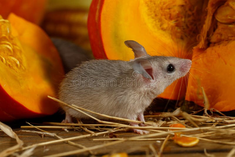La souris grise en gros plan se tient près du potiron orange dans l'office photographie stock libre de droits La souris grise en gros plan se tient près du potiron orange dans l'office photographie stock libre de droits