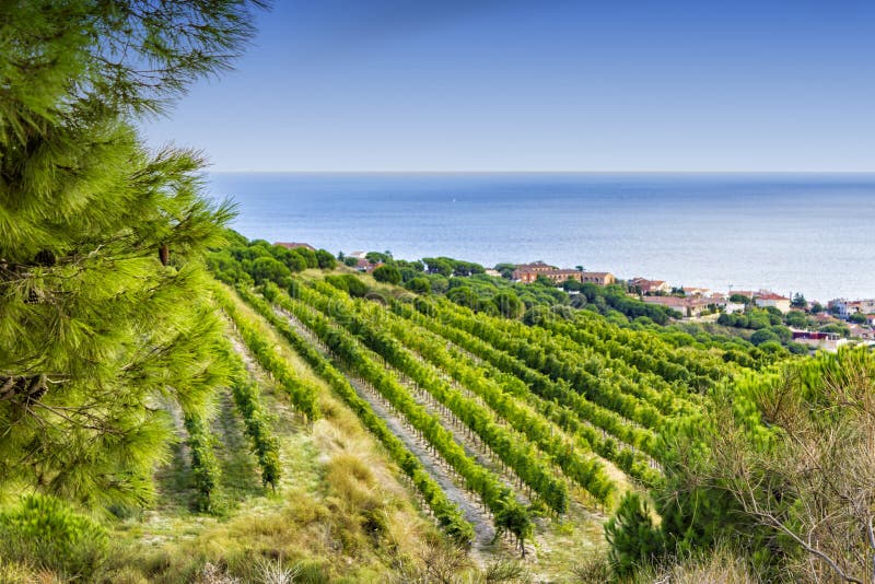 La Spagna: vigne della regione del vino di Alella vicino al mar Mediterraneo fotografia stock La Spagna: vigne della regione del vino di Alella vicino al mar Mediterraneo fotografia stock