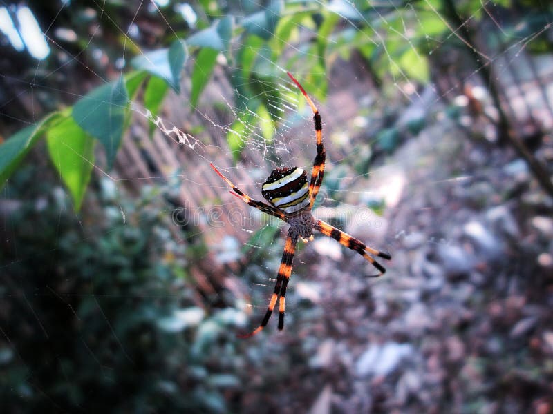 La sphère de Web du ` s de Web spider de globe image stock La sphère de Web du ` s de Web spider de globe image stock