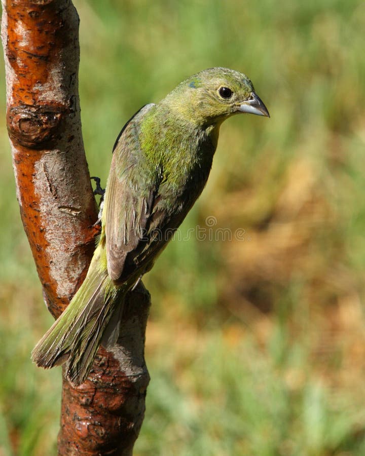 la stamina dell'uccello ha verniciato fotografie stock libere da diritti la stamina dell'uccello ha verniciato fotografie stock libere da diritti