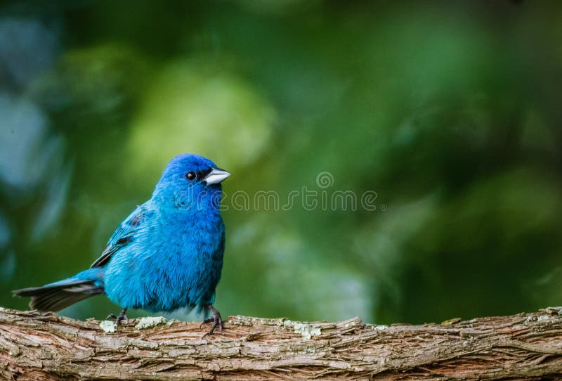 La stamina di indaco si è appollaiata su un ramo su una mattina dell'estate circondato da fogliame fertile fotografia stock La stamina di indaco si è appollaiata su un ramo su una mattina dell'estate circondato da fogliame fertile fotografia stock