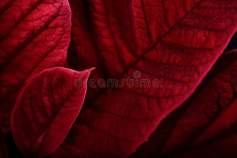 A close up macro of poinsettia plant leaves. The plant is most commonly used for Christmas displays and themes. A close up macro of poinsettia plant leaves. The plant is most commonly used for Christmas displays and themes.