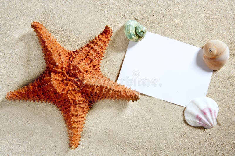 La stella marina della sabbia della spiaggia del documento in bianco sgrana l'estate fotografia stock libera da diritti La stella marina della sabbia della spiaggia del documento in bianco sgrana l'estate fotografia stock libera da diritti