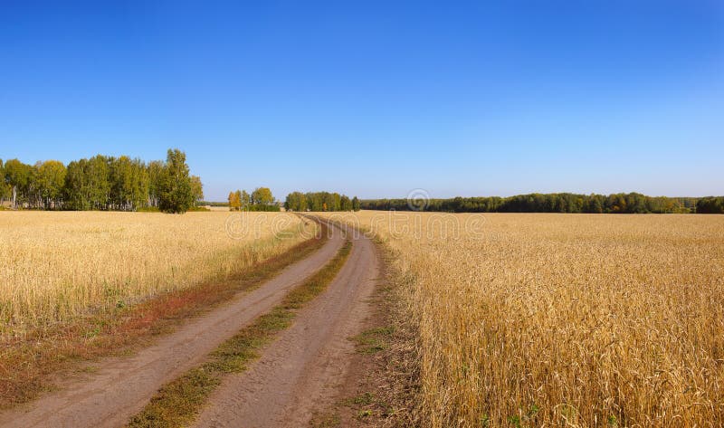 La strada non asfaltata passa attraverso un campo di frumento immagini stock La strada non asfaltata passa attraverso un campo di frumento immagini stock