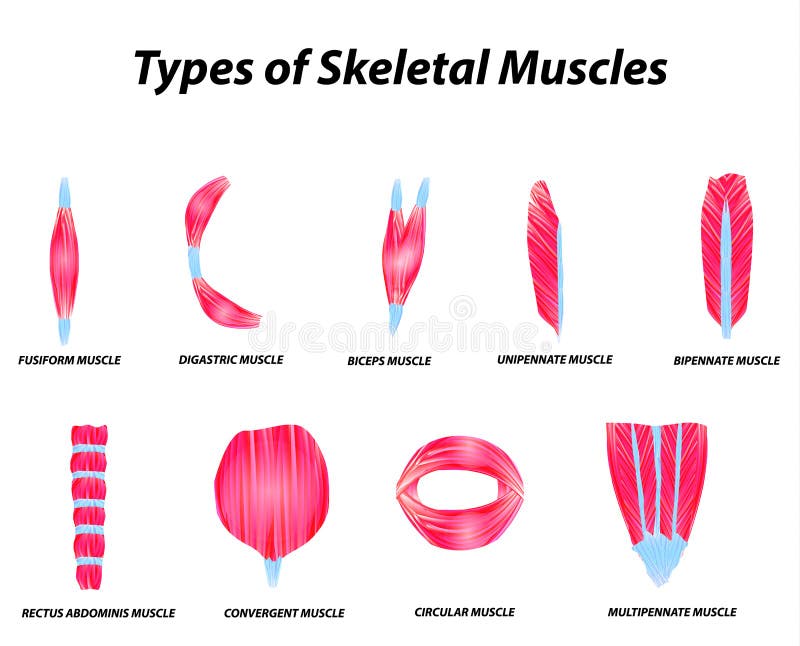 La Structure Du Muscle Squelettique Muscle Convergent Tendon