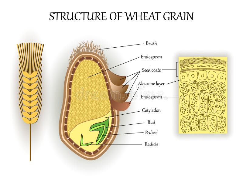 La structure du grain de graine de blé, couches de vecteur d'endosperme, bourgeon, pedicel, décortiquent l'affiche anatomique Ban